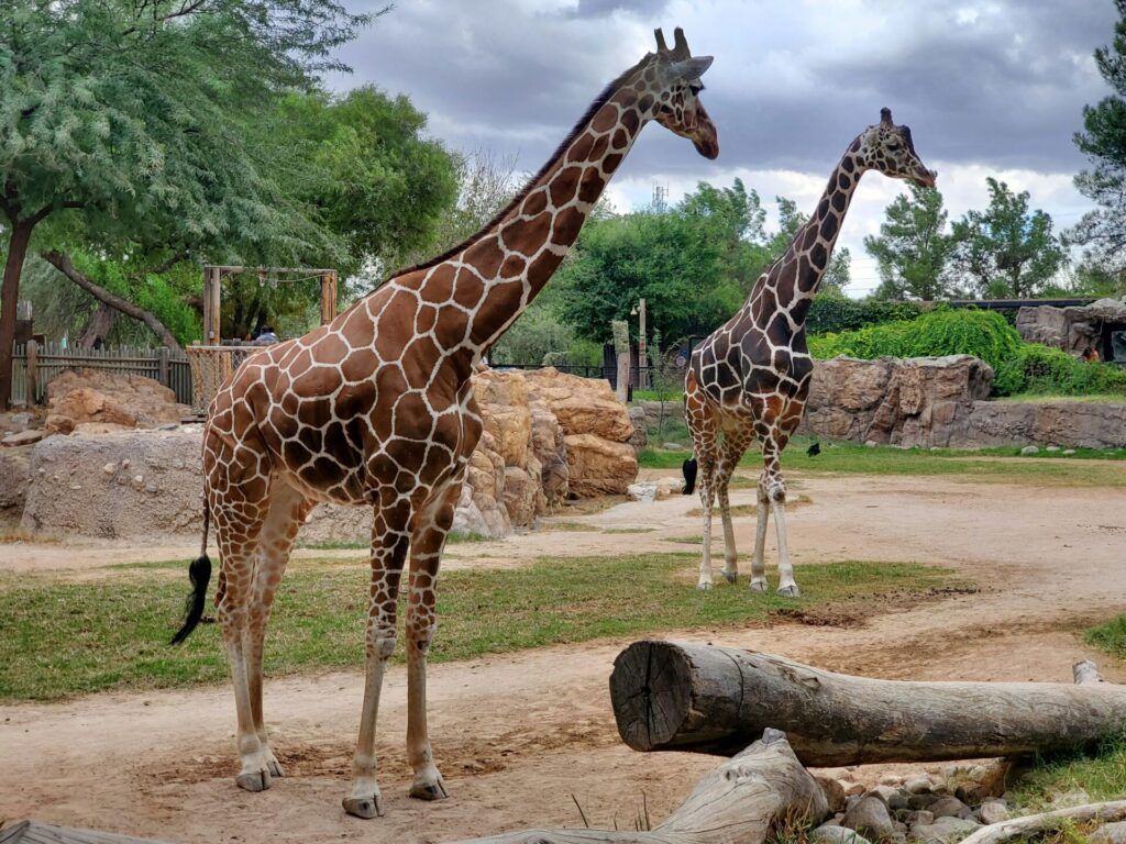 雨だからこそ近くで見れる動物園