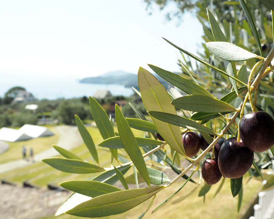 小豆島観光車なしで行くおすすめスポット「オリーブ公園」