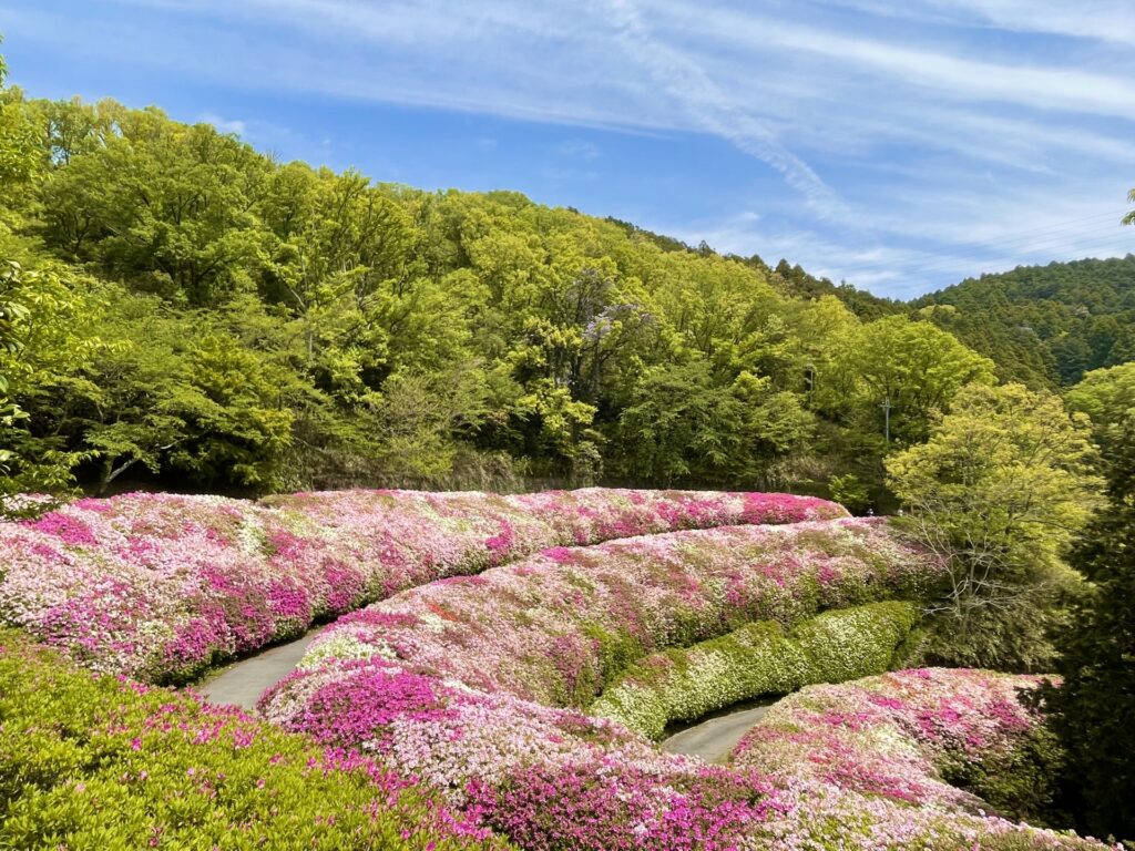 ぬかた園地ハイキングコースのつつじ園の写真