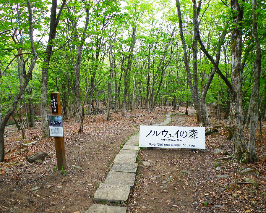【関西】本当に涼しい避暑地17選!車なし・日帰りで行ける・穴場スポットもあり:峰山高原