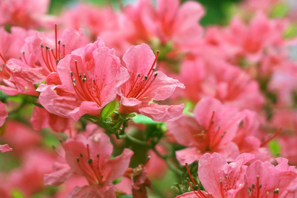 池田市の花の写真