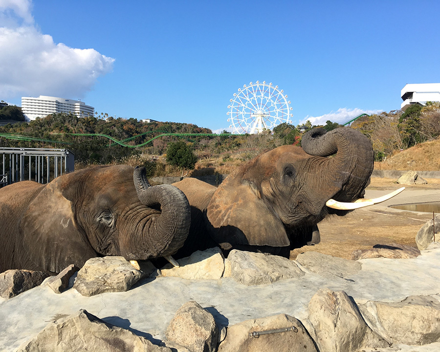 アドベンチャーワールド