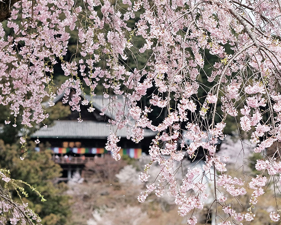 奈良で大人女子旅・一人旅におすすめの宿:湯元 井谷屋