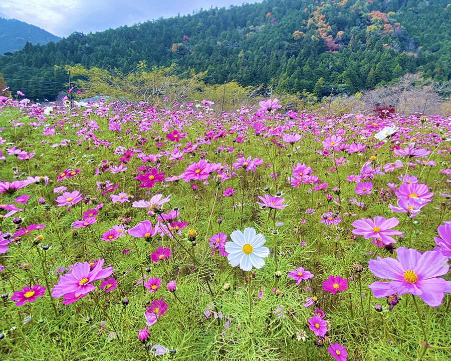 大原の里（京都市）