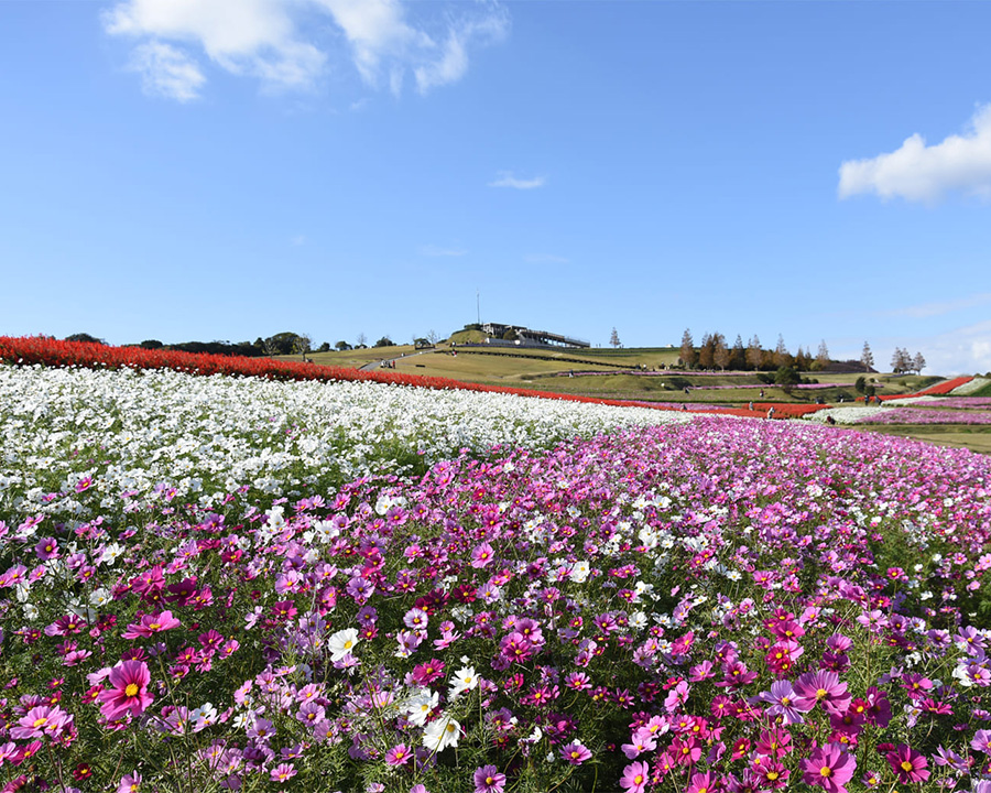 あわじ花さじき（淡路市）