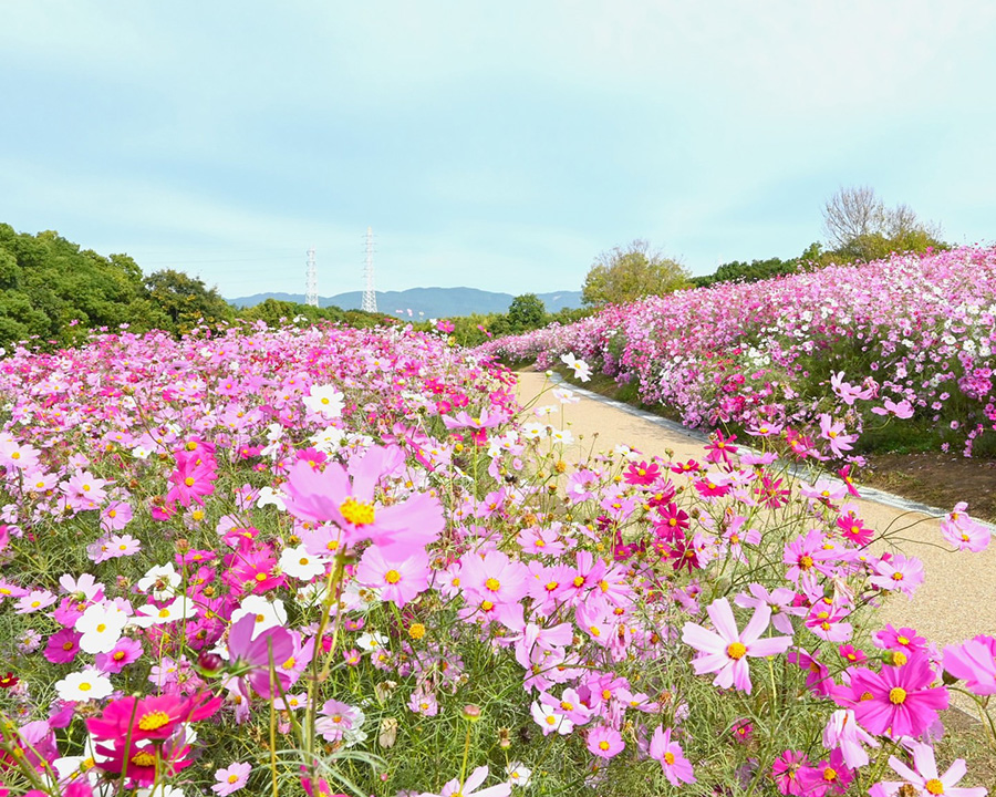 万博記念公園（吹田市）