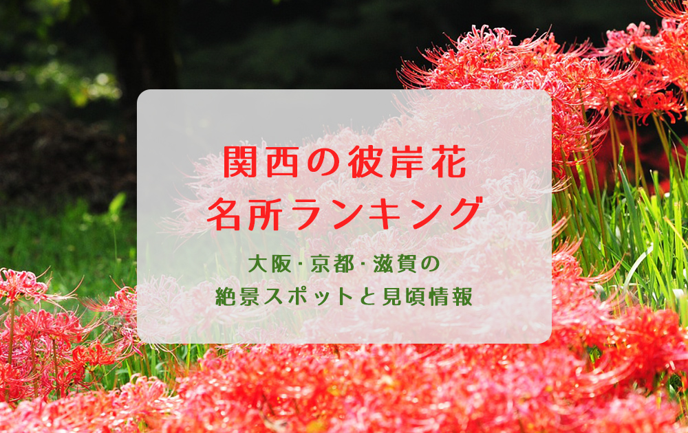 【2025年最新】関西の彼岸花名所ランキング｜大阪・京都・滋賀の絶景スポットと見頃情報