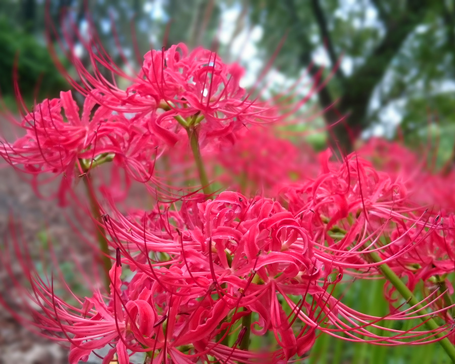 花博記念公園 鶴見緑地(大阪市鶴見区)