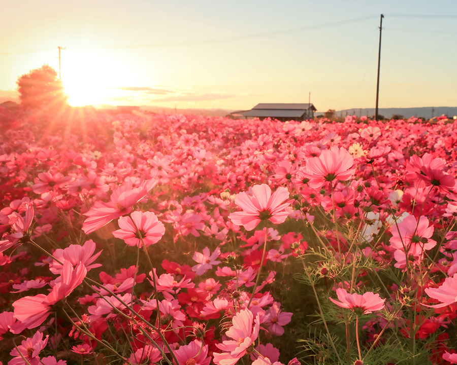 星合町のコスモス畑（松坂市）