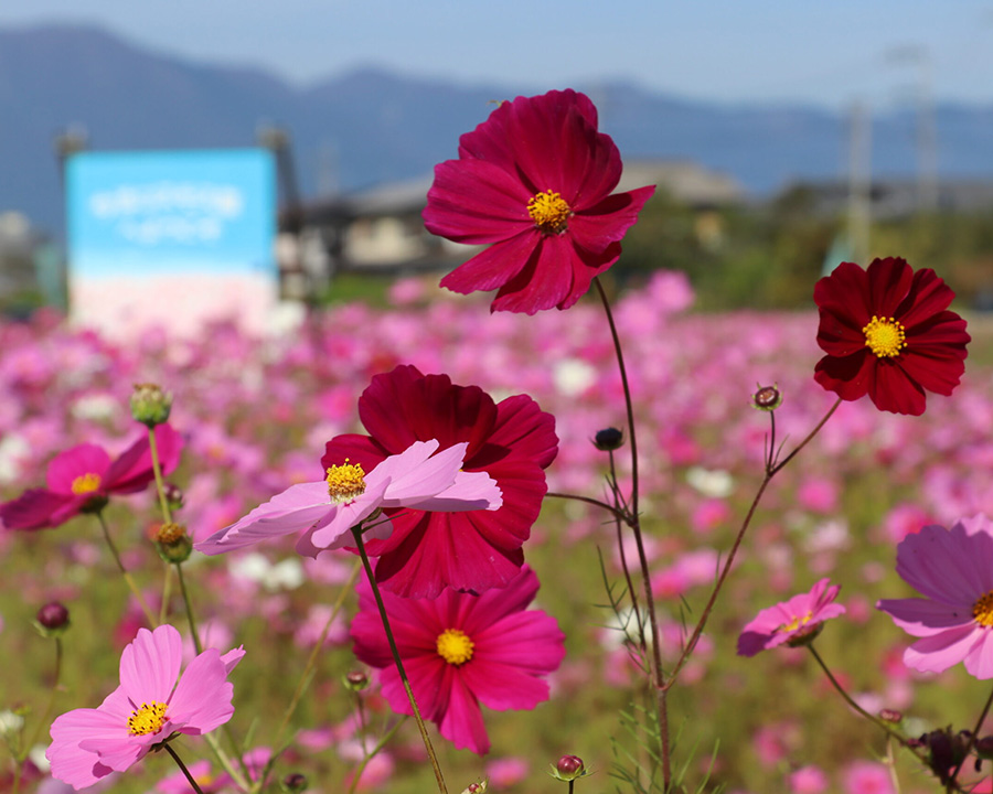 今浜コスモス畑（守山市）