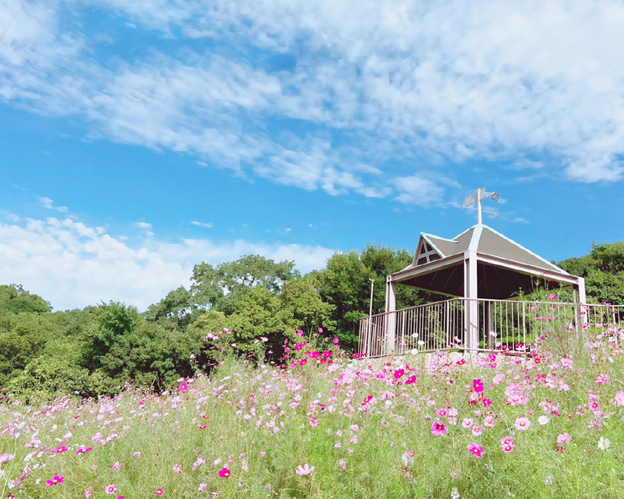 神戸総合運動公園 コスモスの丘（神戸市）