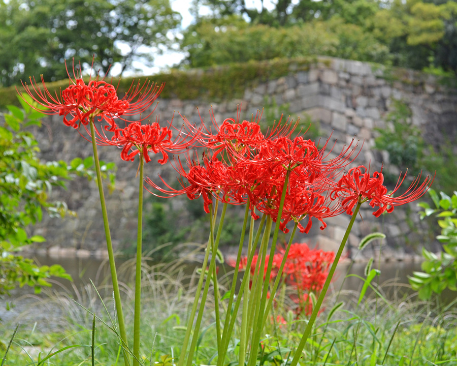 大阪城公園(大阪市中央区)