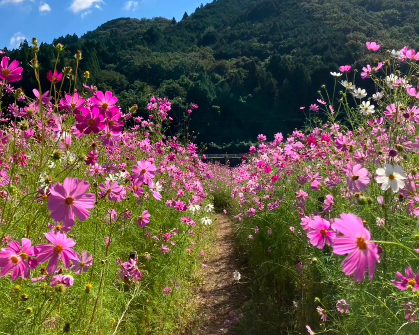 とよのコスモスの里（豊能町）
