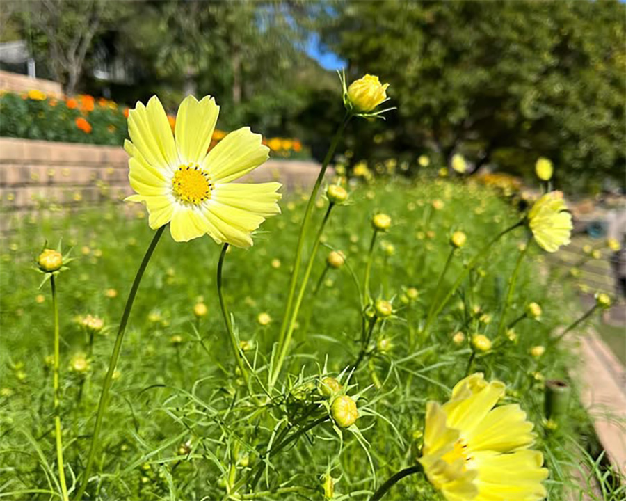 和歌山県植物公園 緑花センター（岩出市）