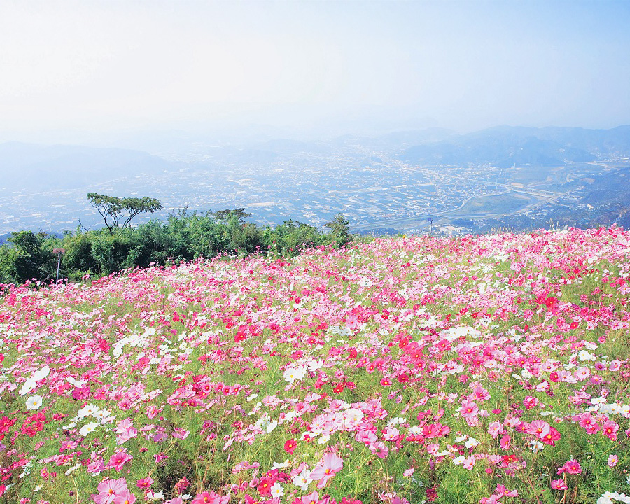 鷲ヶ峰コスモスパーク（和歌山・有田川町）