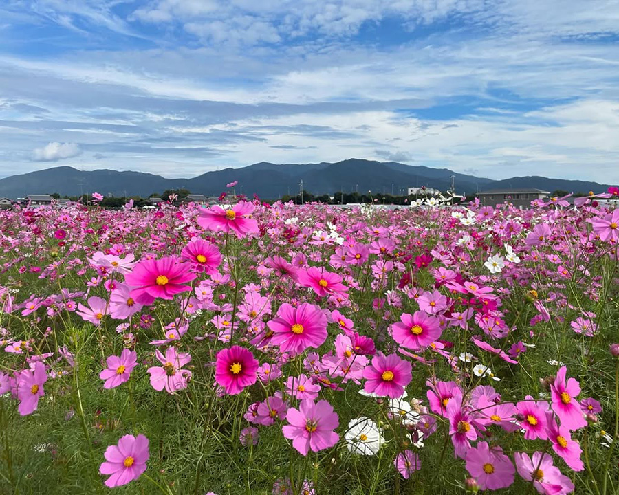 夢コスモス園（亀岡市）