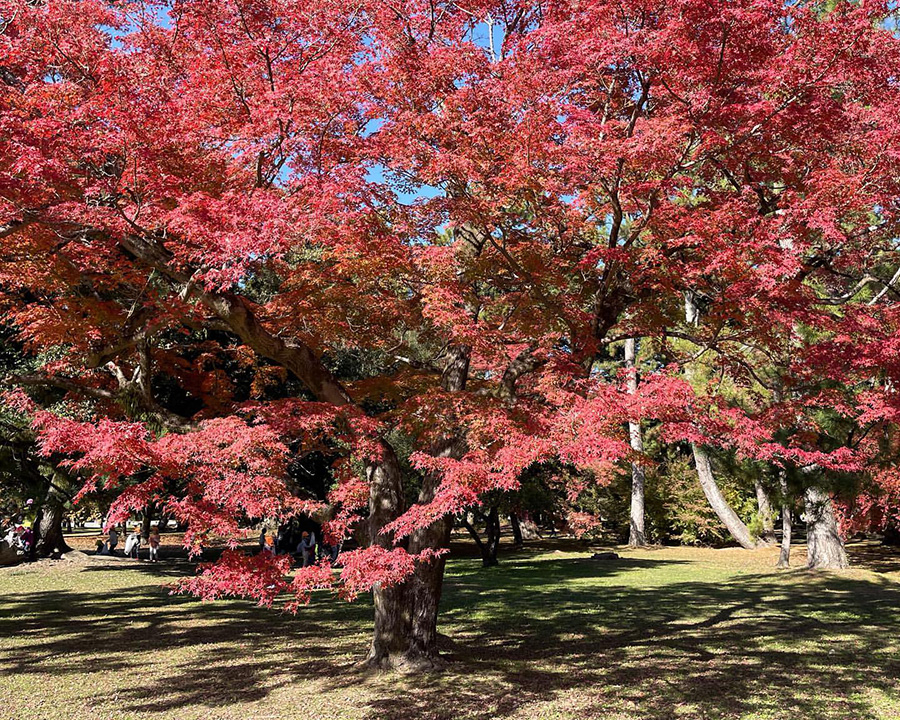京都御苑（きょうとぎょえん）紅葉