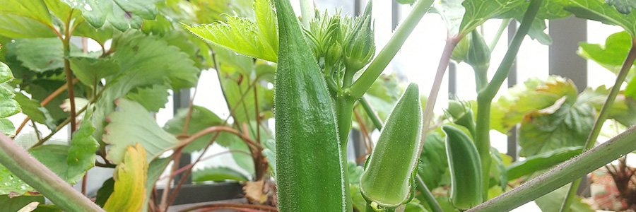 家でできるお金がかからない趣味「ベランダガーデニング」