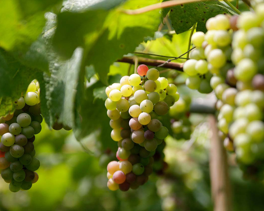 大阪観光一人旅で、ワイン好きななら立ち寄ってほしい、大阪でワイナリー体験 ができる「河内ワイン」