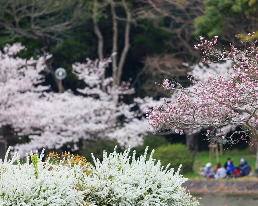 関西のお花見ピクニックなら「兵庫県立明石公園（ひょうごけんりつあかしこうえん）」もおすすめ