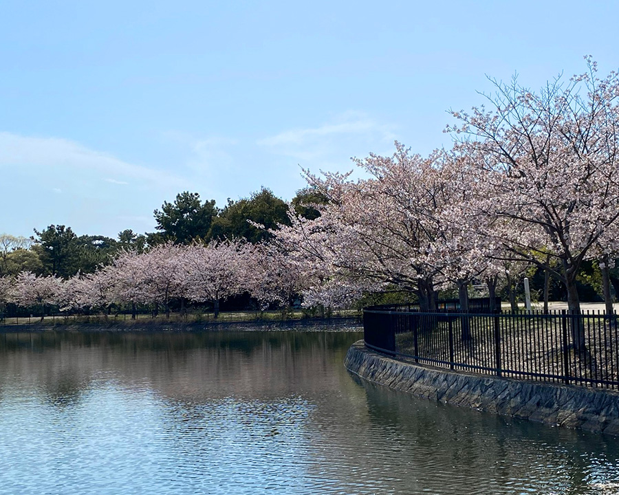 関西でお花見ピクニック・大阪のおすすめスポット服部緑地（はっとりりょくち）
