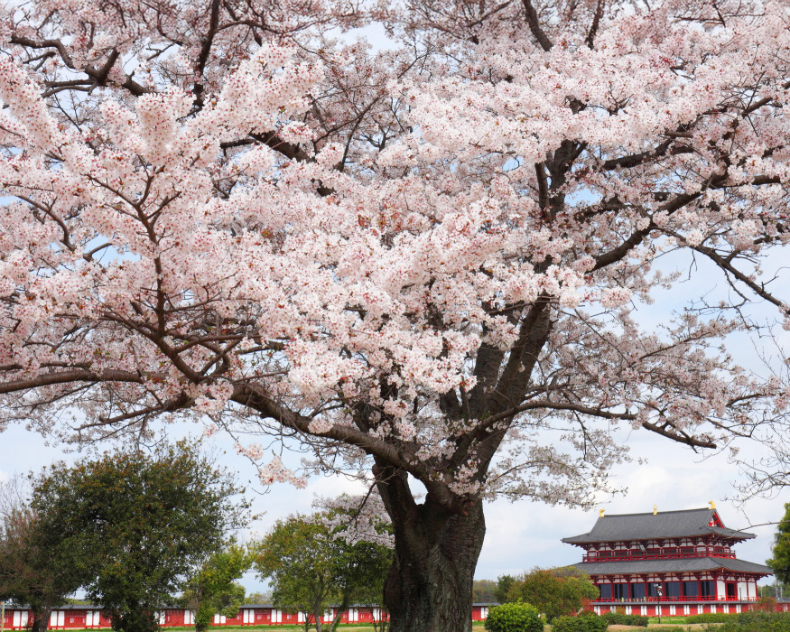 関西で桜ピクニックを楽しむなら「平城宮跡歴史公園（へいじょうきゅうせき れきしこうえん）」も候補のひとつ