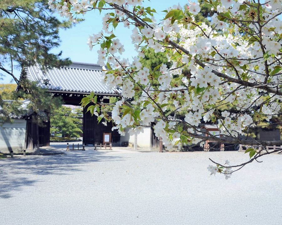 関西のお花見ピクニックなら、京都市内で行きやすい「京都御苑（きょうとごえん）」