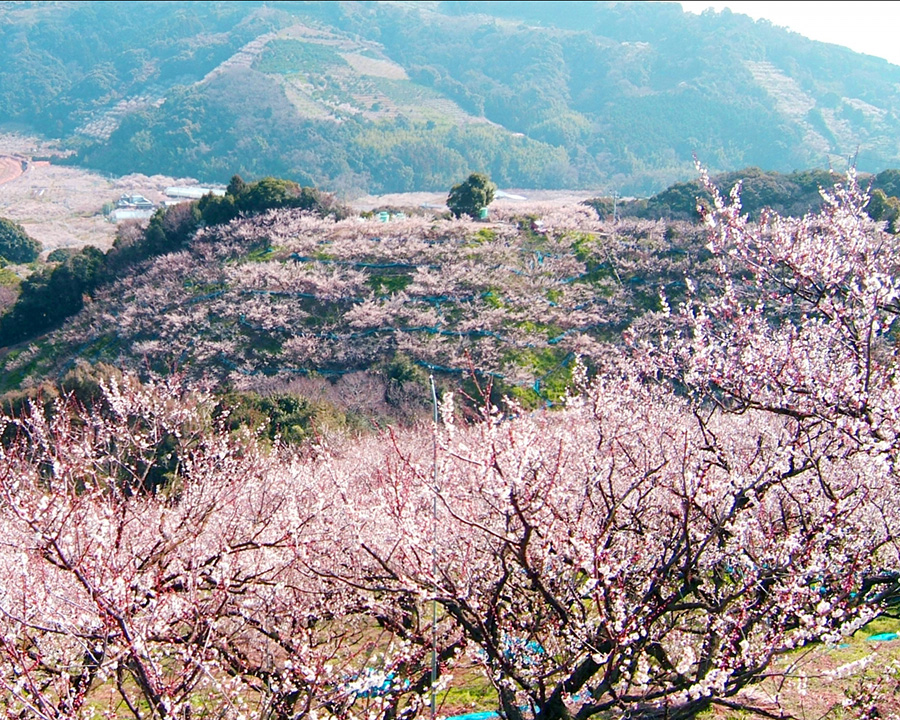 【和歌山】南部梅林×南紀白浜温泉（1泊2日モデルコース）
