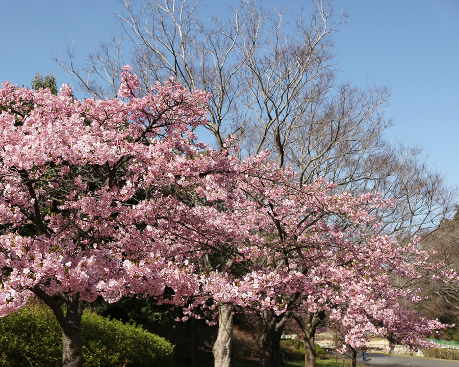 関西でお花見ピクニックを楽しむなら「花博記念公園 鶴見緑地（はなはくきねんこうえん）」