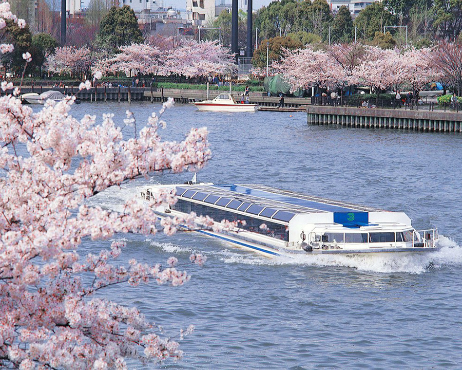 関西・大阪で桜ピクニックを楽しむなら毛馬桜之宮公園（けまさくらのみやこうえん）が定番スポット