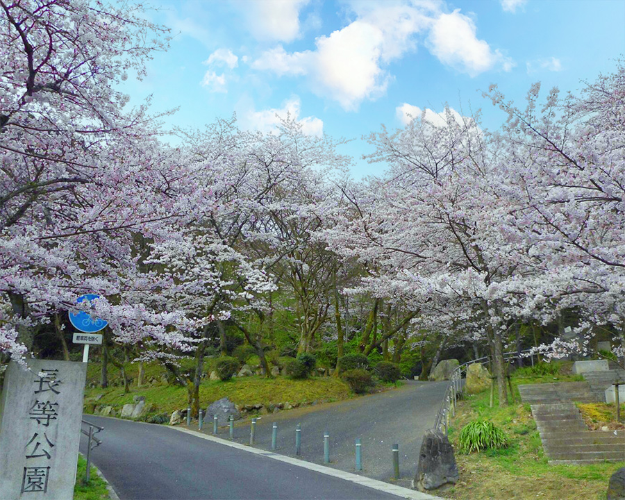 関西のお花見ピクニックで滋賀県の桜なら「長等公園」へ