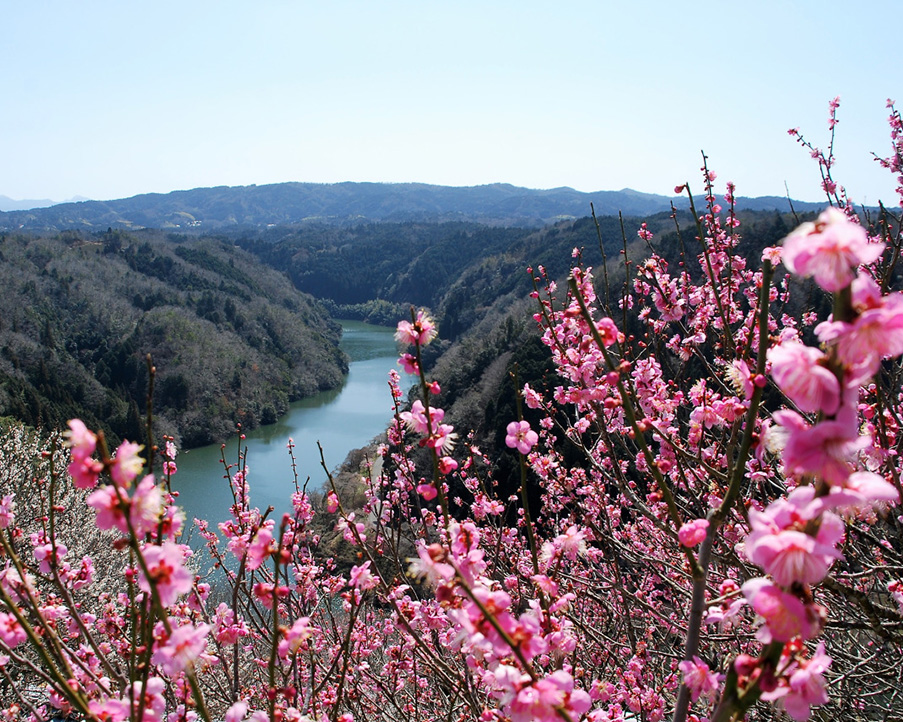 【奈良】月ヶ瀬梅林