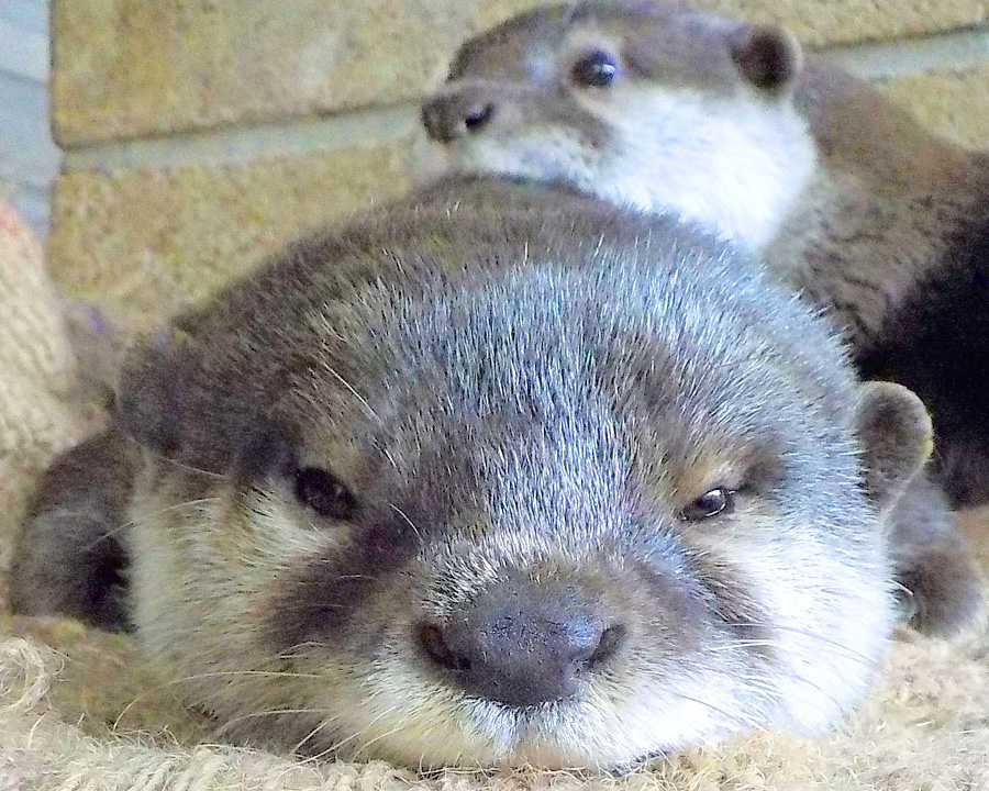 越前松島水族館