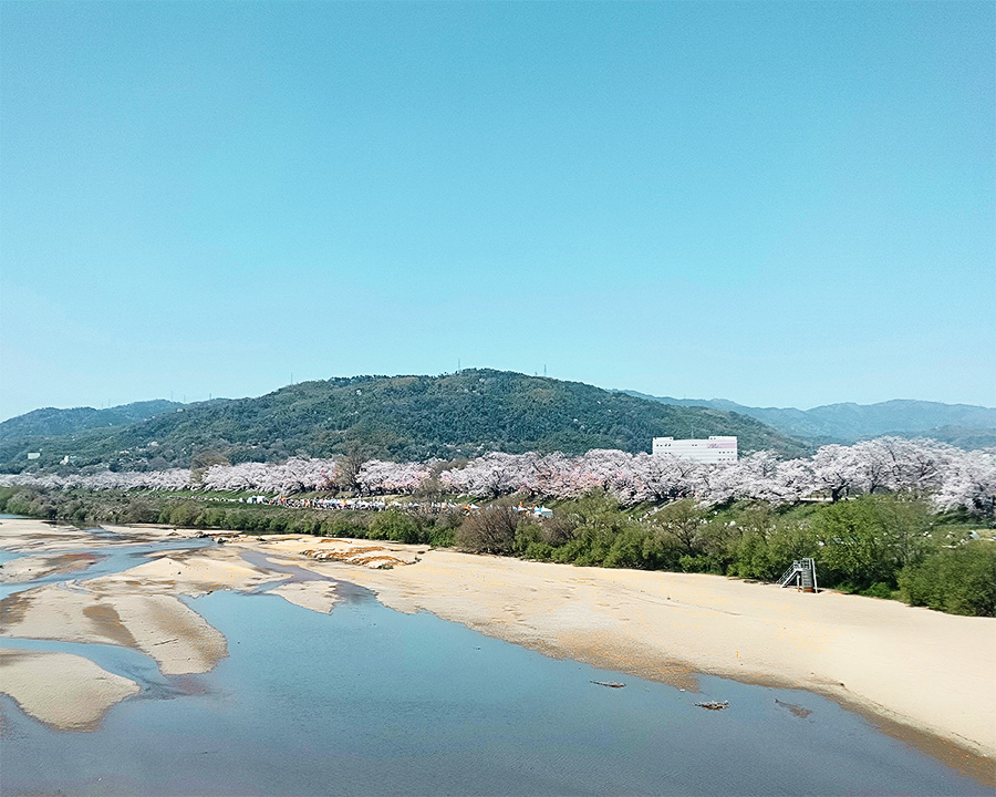 石清水八幡宮の桜

