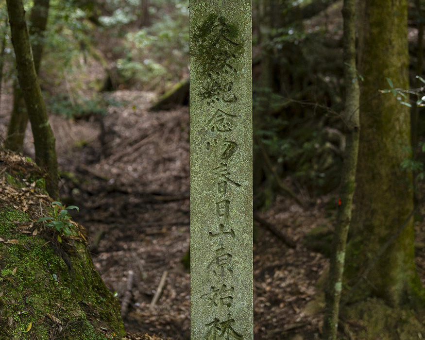 奈良で女一人旅をするならおすすめ穴場スポット：春日山原始林（かすがやまげんしりん：奈良）