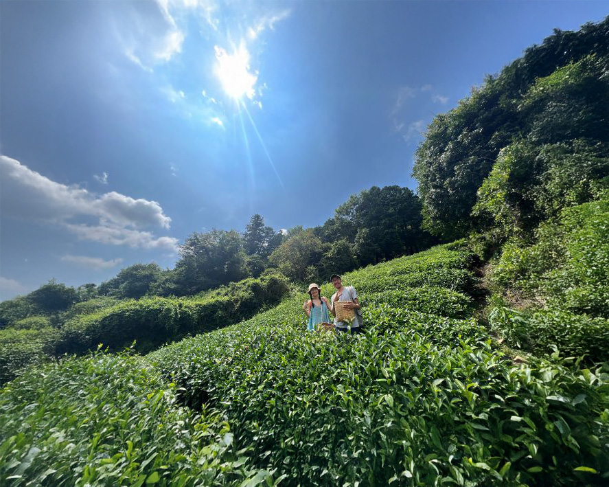 和束町で茶摘みと茶そば打ち体験！