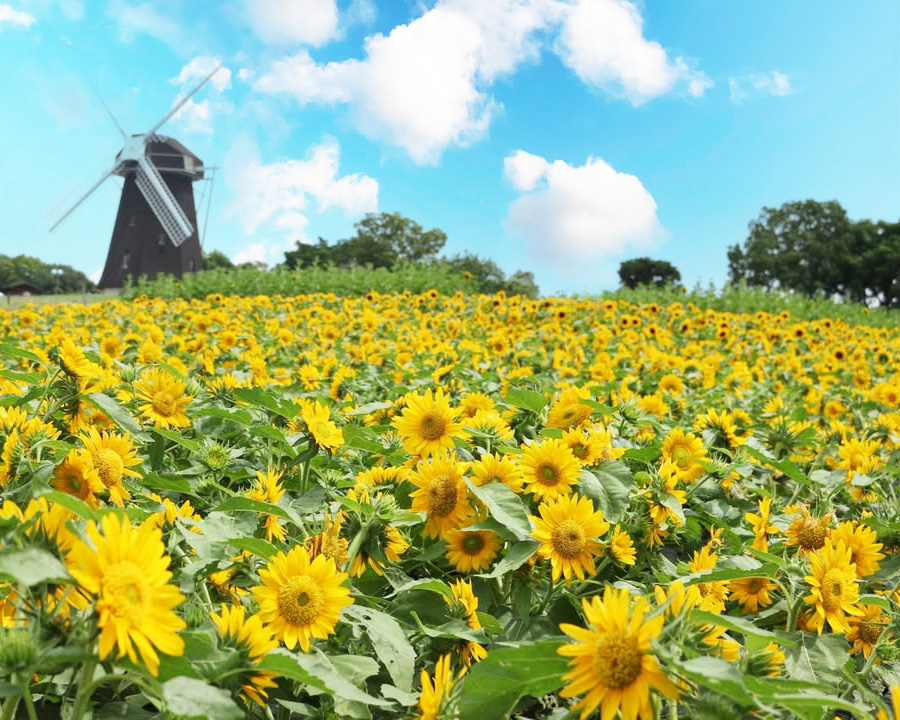 花博記念公園鶴見緑地