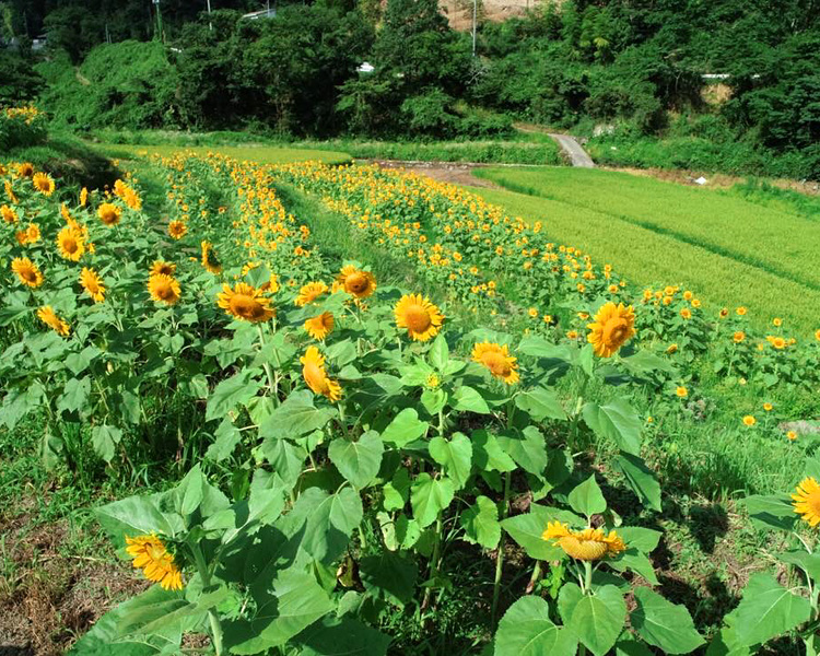 西別院ひまわり畑