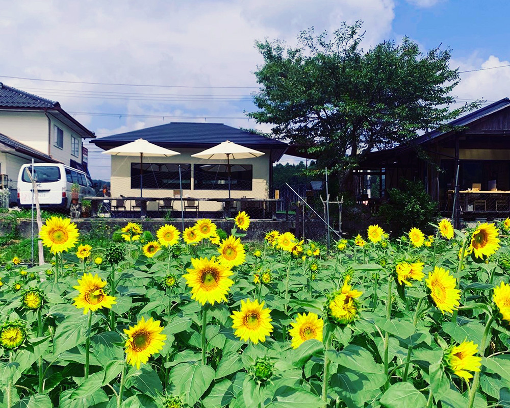 京蕪庵のひまわり畑
