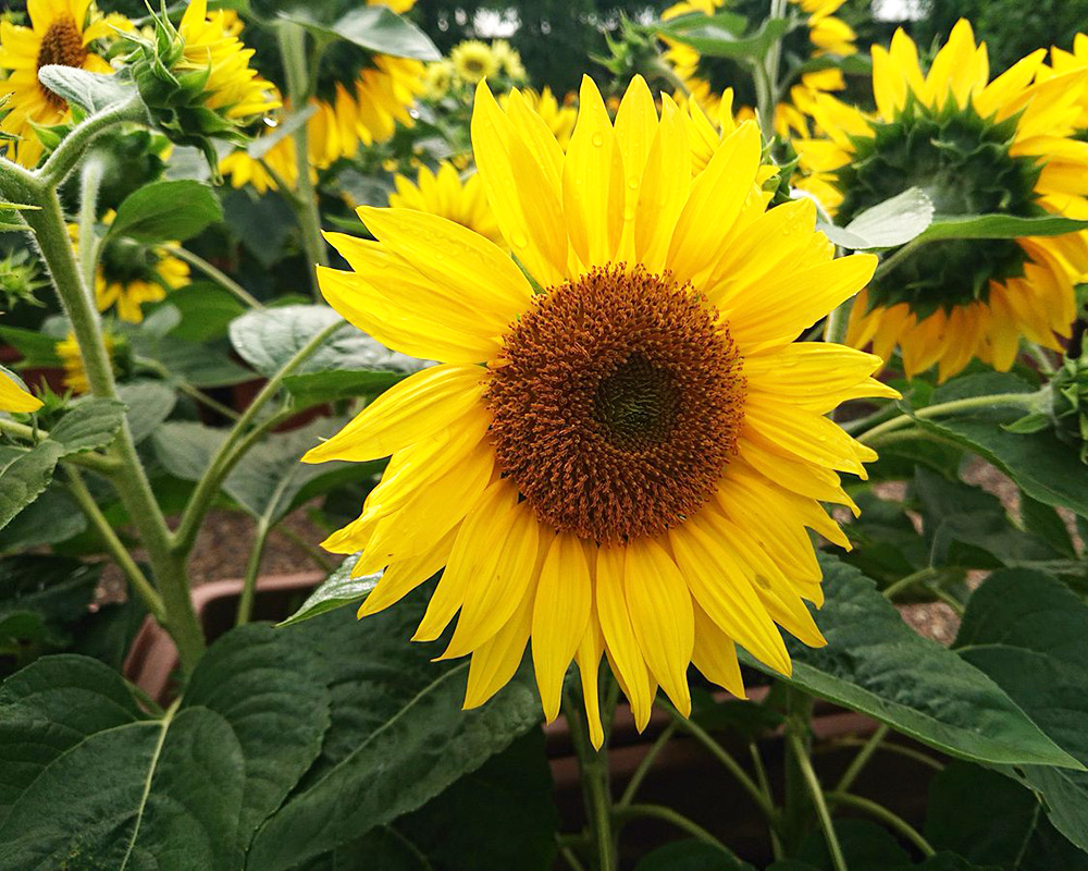 京都府立植物園
