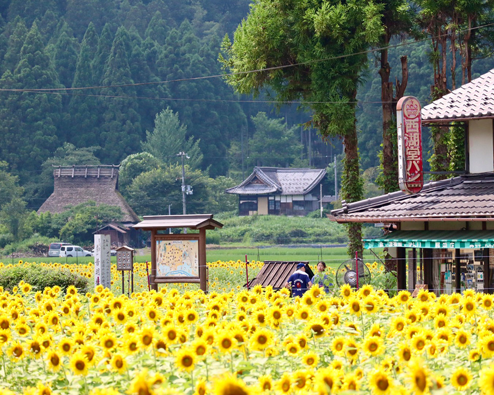 美山町のひまわり畑