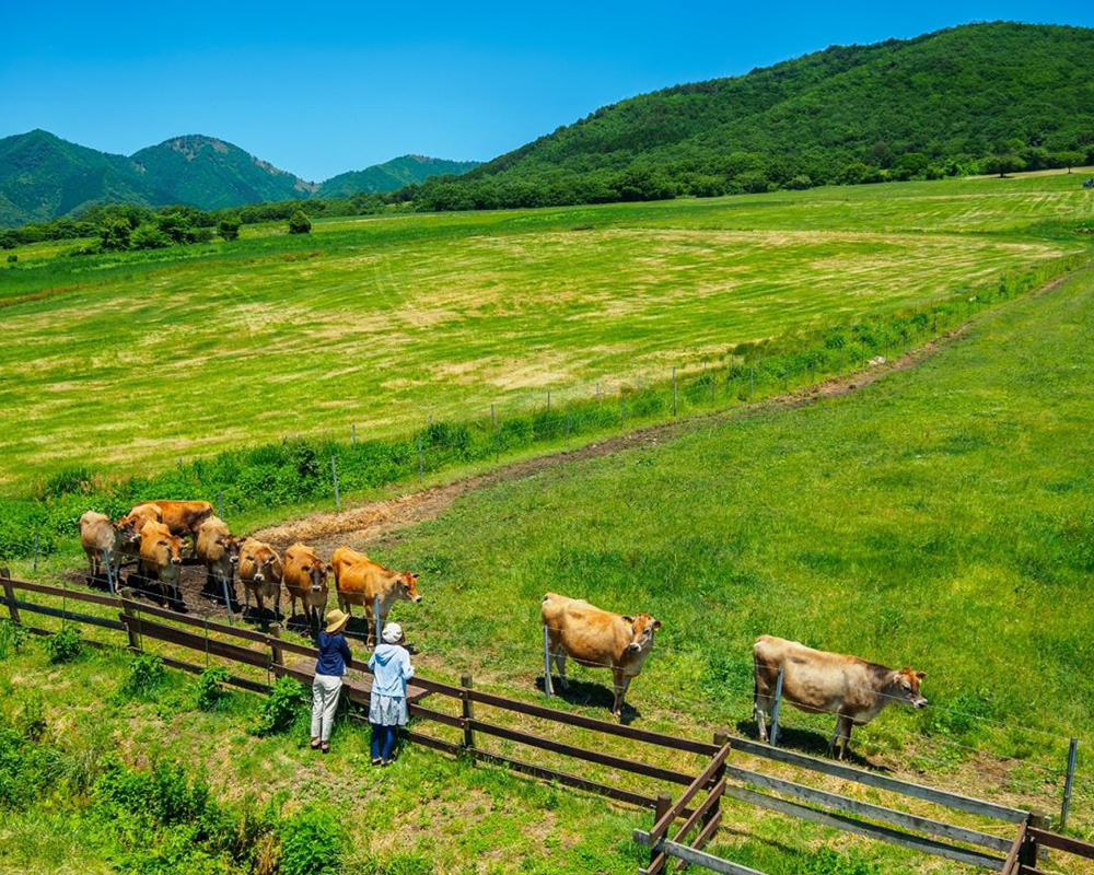 蒜山高原