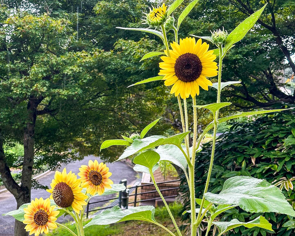 和歌山県植物公園 緑花センター