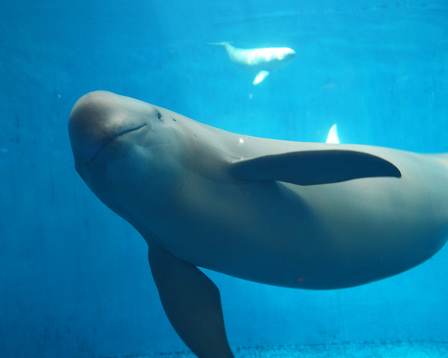 鳥羽水族館