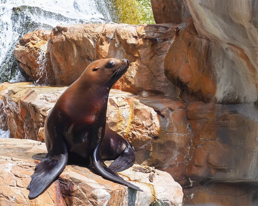 足を伸ばして、体験型エンタメ水族館へ、城崎マリーンワールド