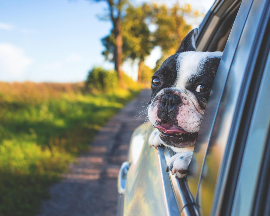 犬と車