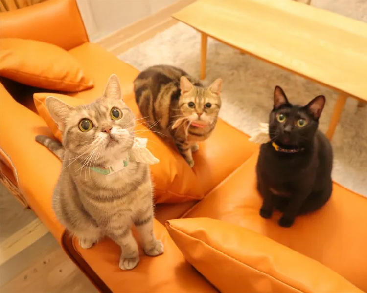 保護猫邸ヴィラウリエル