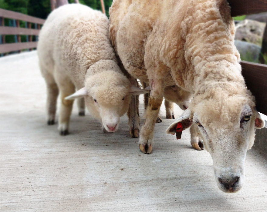 新温泉町 但馬牧場公園