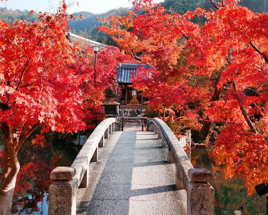 永観堂（京都）の紅葉