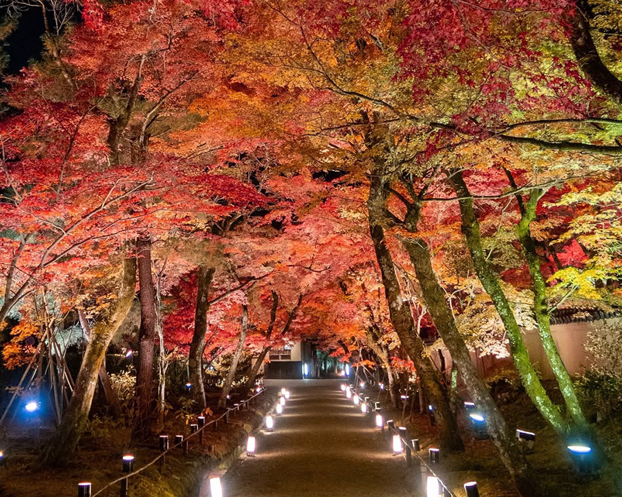 宝厳院（嵐山）紅葉ライトアップ